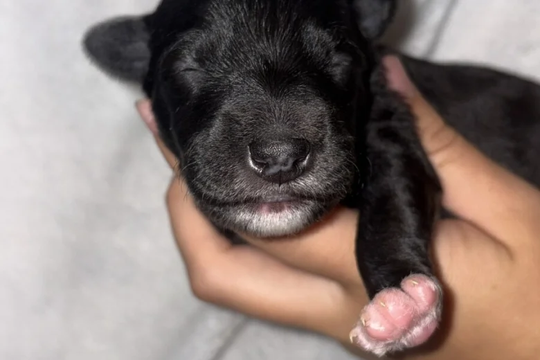 Mixed Breed