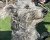 Mixed Breed