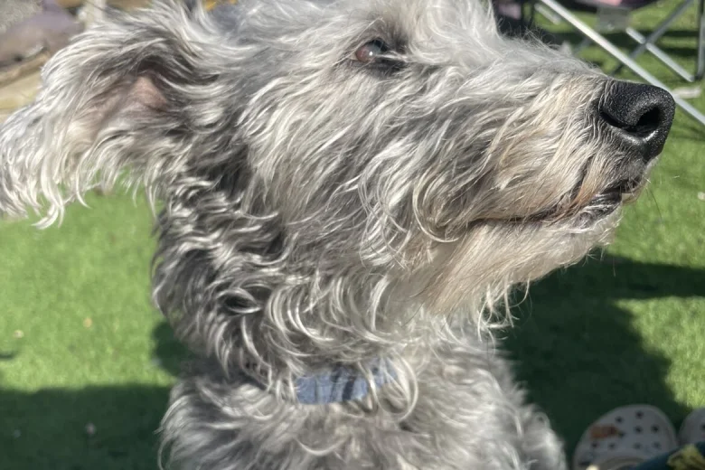 Mixed Breed