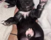 Mixed Breed