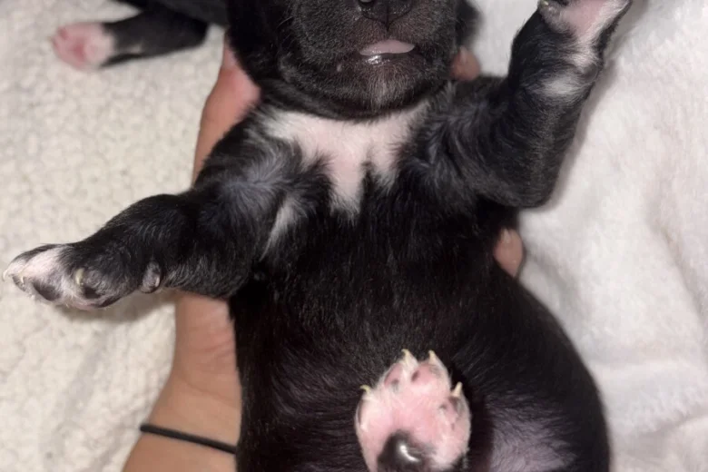 Mixed Breed
