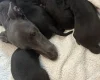 Mixed Breed