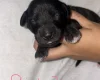 Mixed Breed