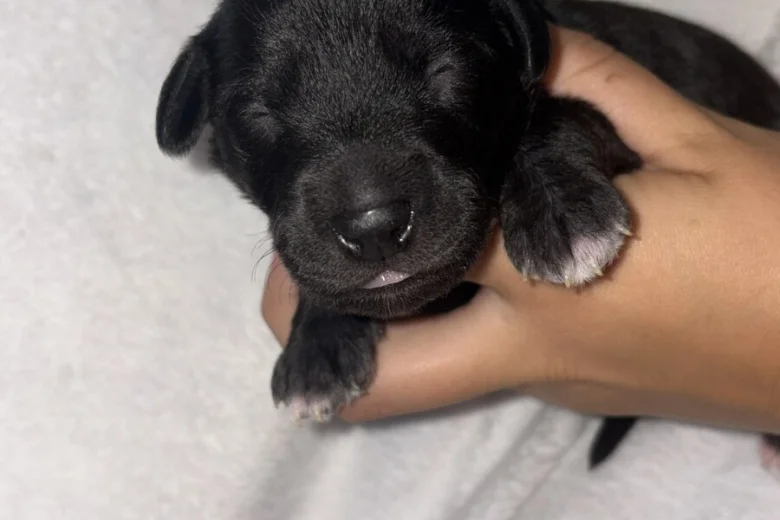 Mixed Breed