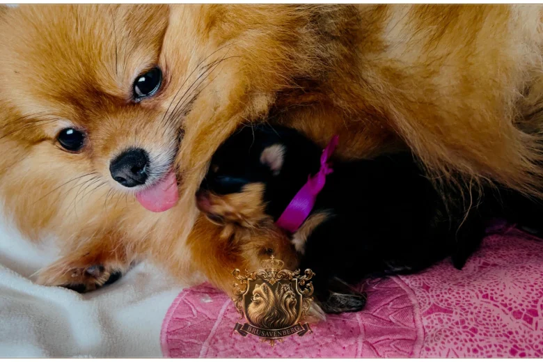 Pomeranian