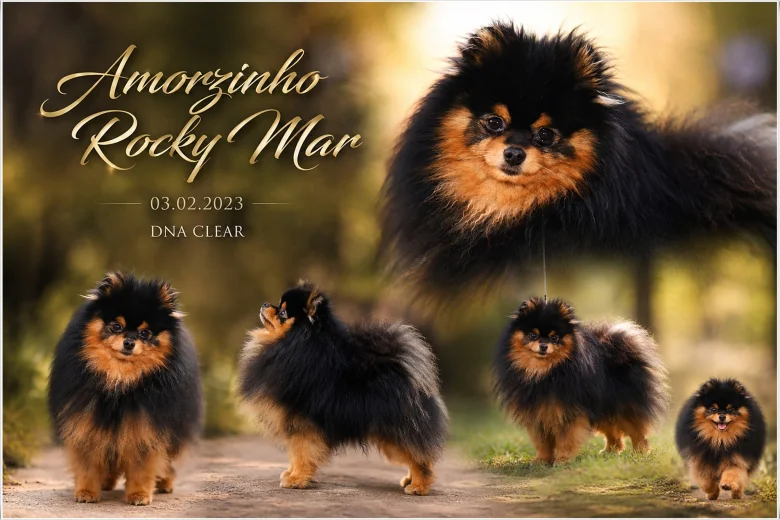 Pomeranian
