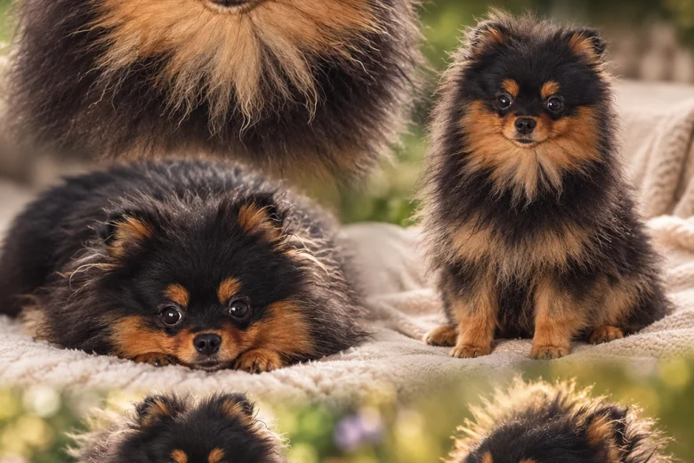 Pomeranian