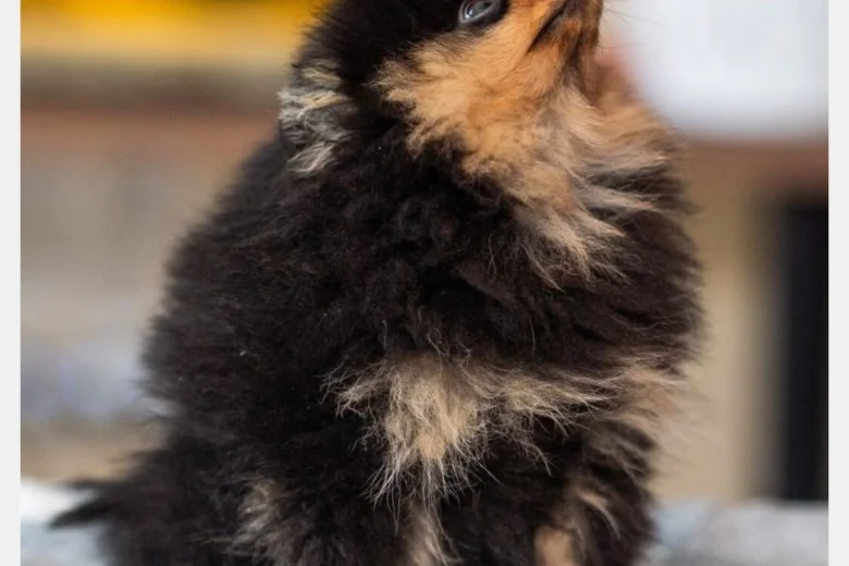 Pomeranian