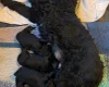 Russian Black Terrier