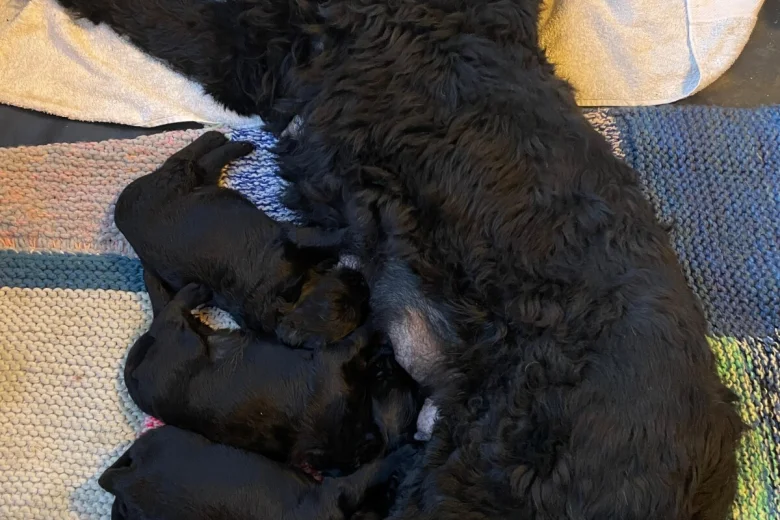 Russian Black Terrier