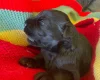 Russian Black Terrier