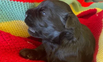 Russian Black Terrier
