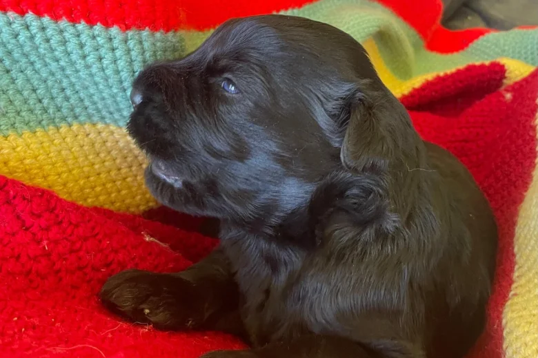 Russian Black Terrier