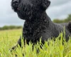 Russian Black Terrier