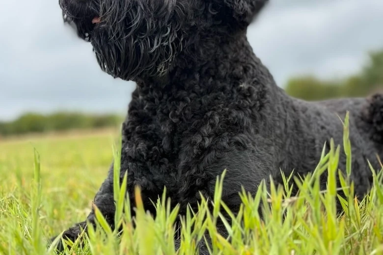Russian Black Terrier