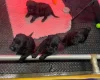 Russian Black Terrier