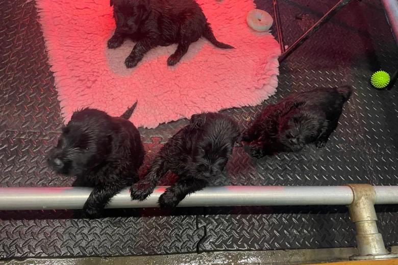 Russian Black Terrier