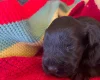 Russian Black Terrier