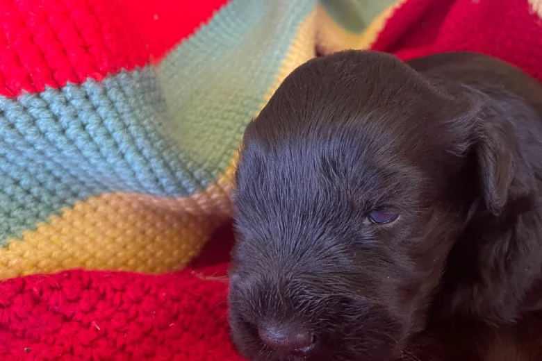 Russian Black Terrier