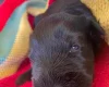 Russian Black Terrier