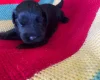 Russian Black Terrier