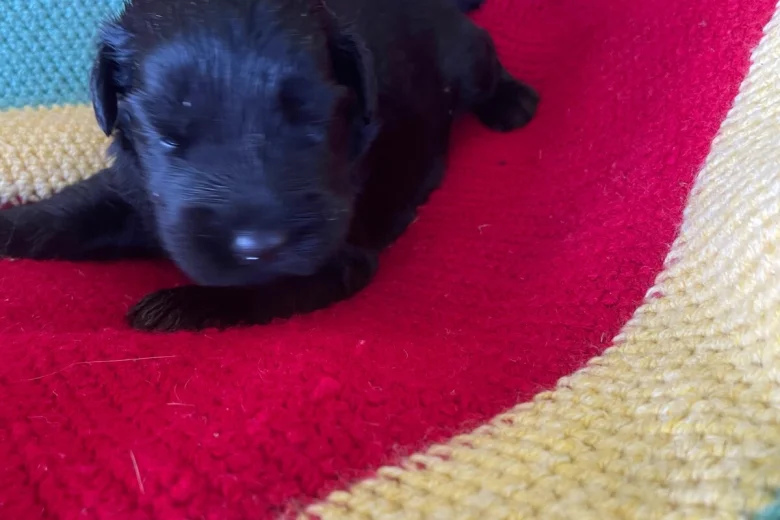 Russian Black Terrier