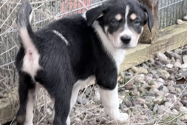 Border Collie