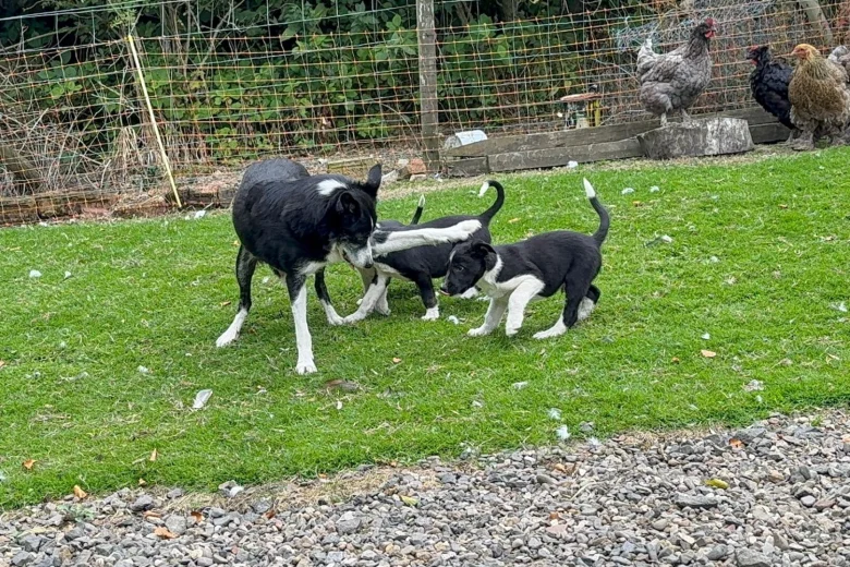 Border Collie