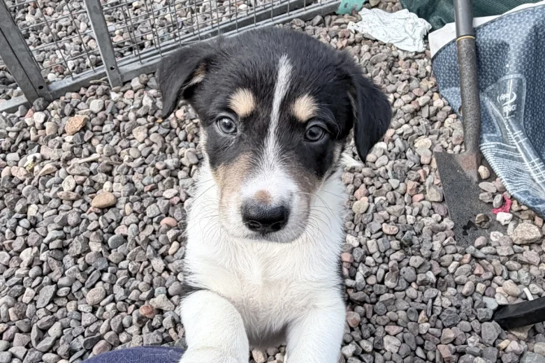 Border Collie