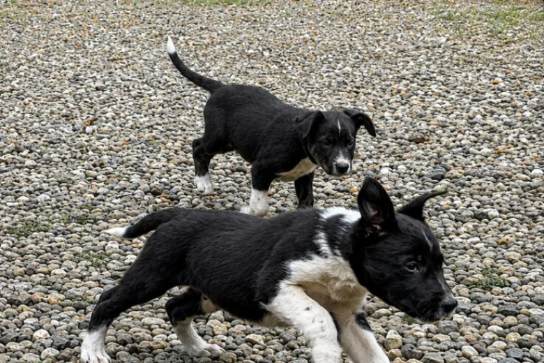 Border Collie