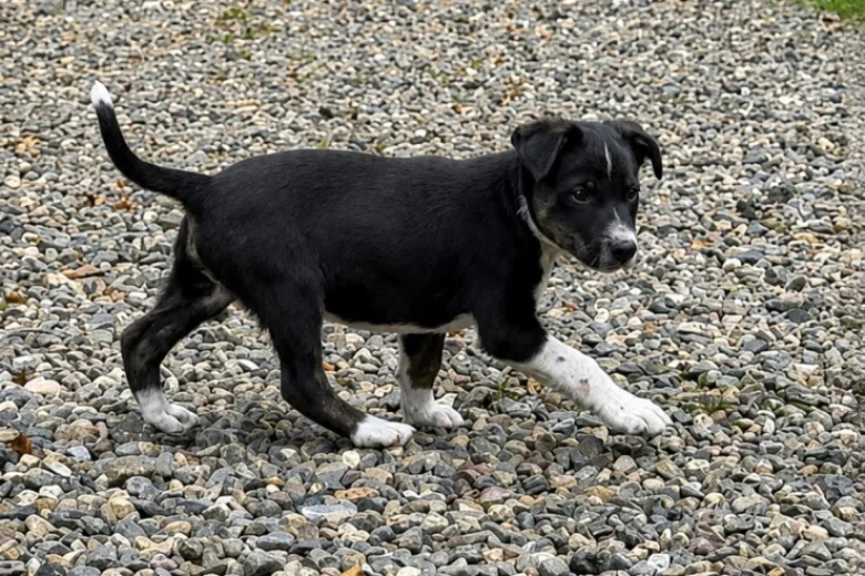 Border Collie