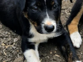Border Collie