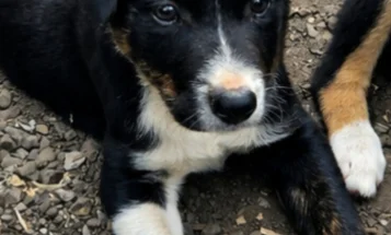 Border Collie