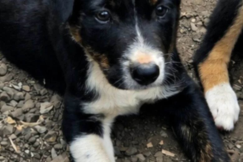 Border Collie