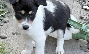 Border Collie