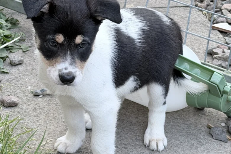 Border Collie