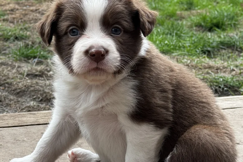 Border Collie