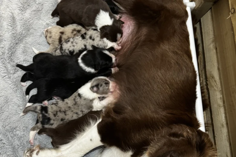 Border Collie