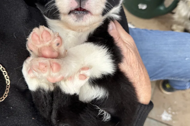Border Collie