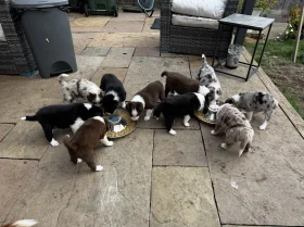 Border Collie