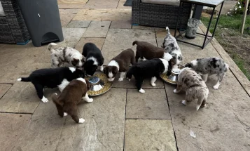 Border Collie
