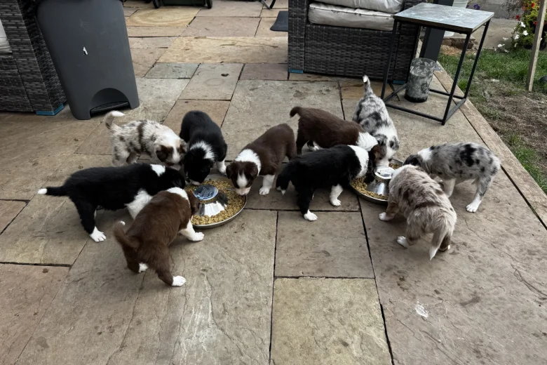 Border Collie