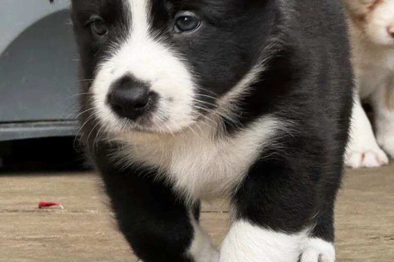 Border Collie