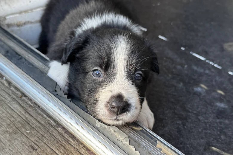 Border Collie