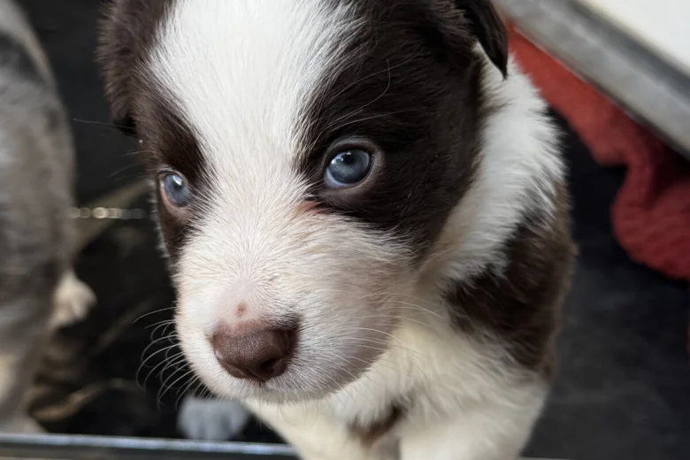 Border Collie