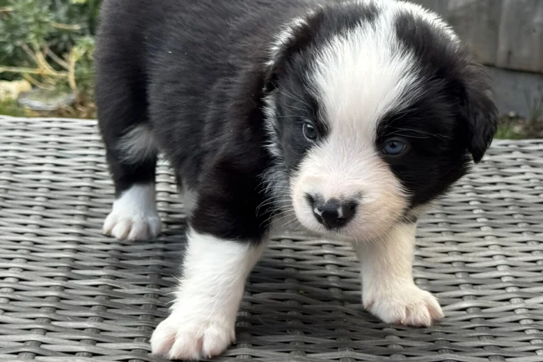 Border Collie