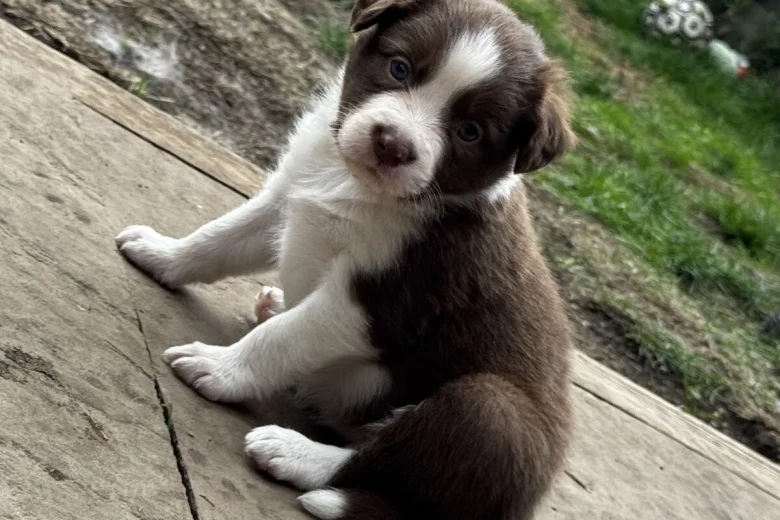 Border Collie