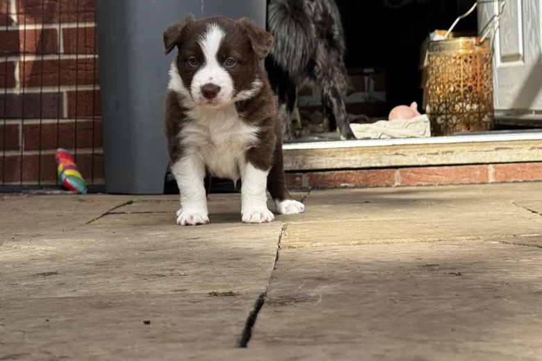 Border Collie