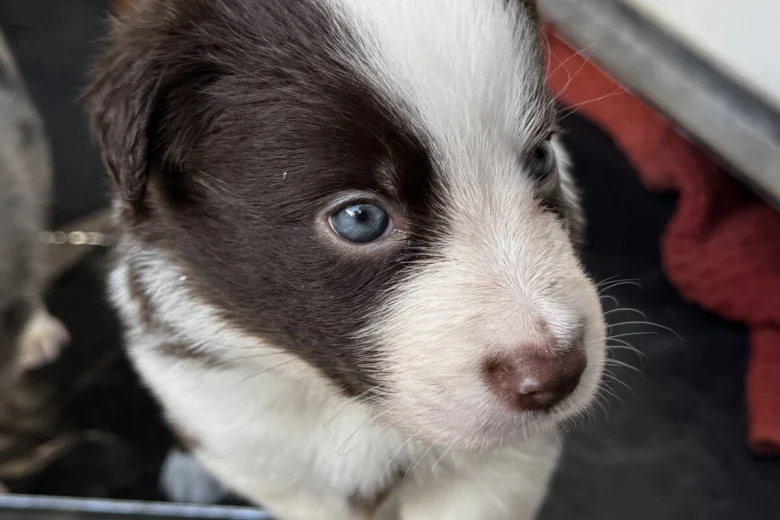 Border Collie