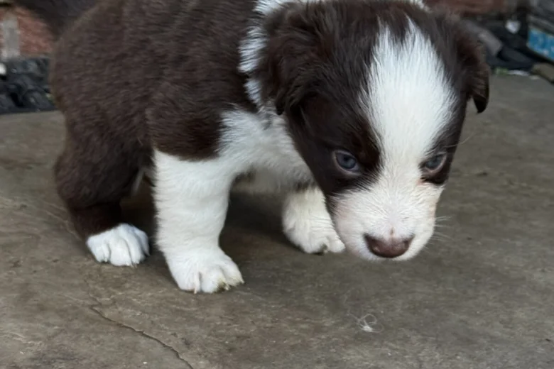 Border Collie